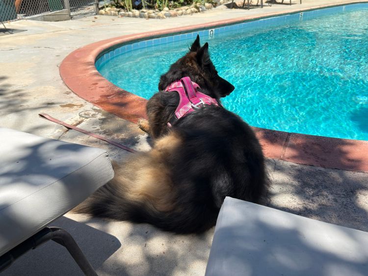 Pacific Crest Trail - Days 61 and 62 - Kernville and Henry George by the pool.