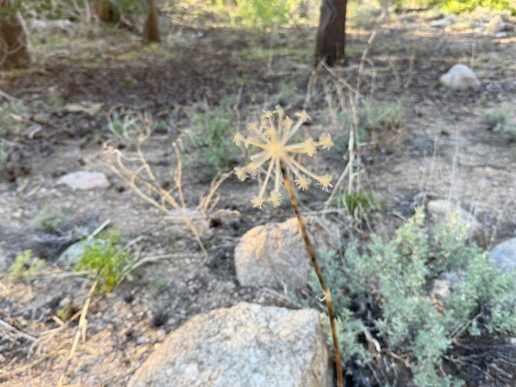 Pacific Crest Trail - Day 69 - nice