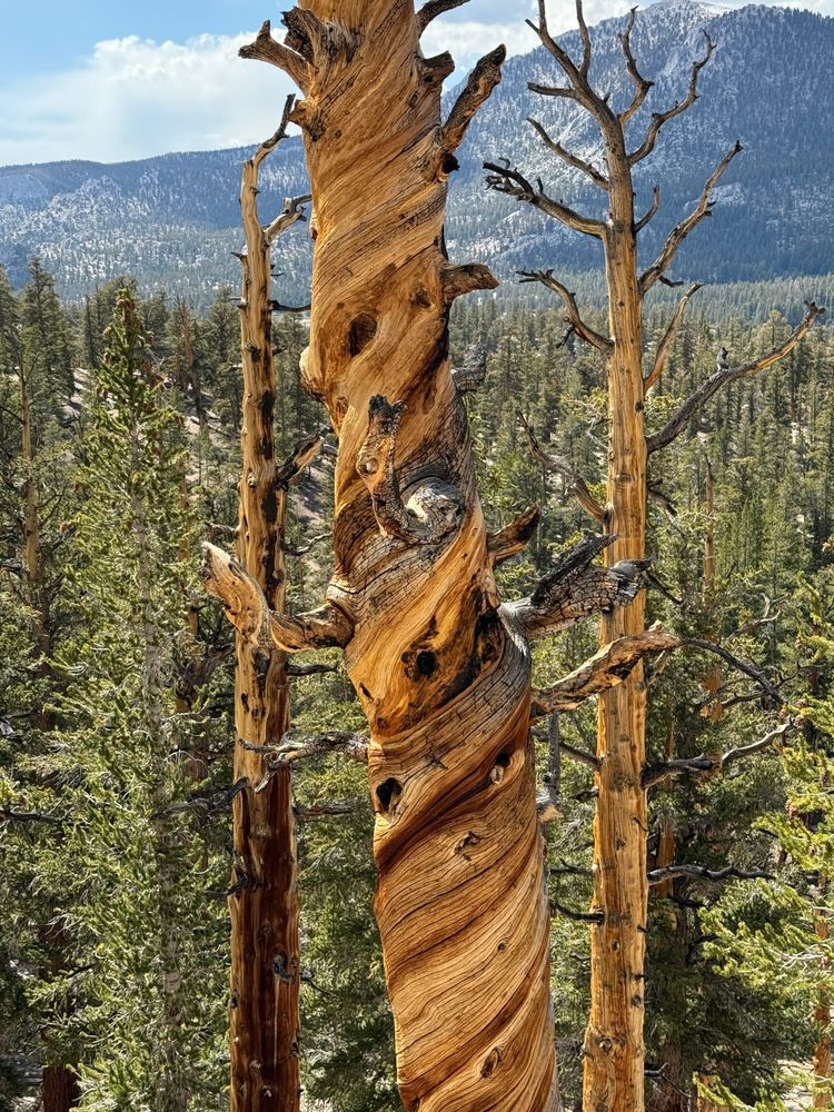 Pacific Crest Trail - Day 70