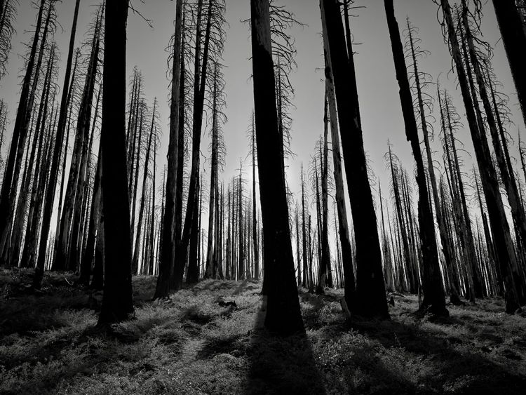 Pacific Crest Trail - Day 119 - Halfway!