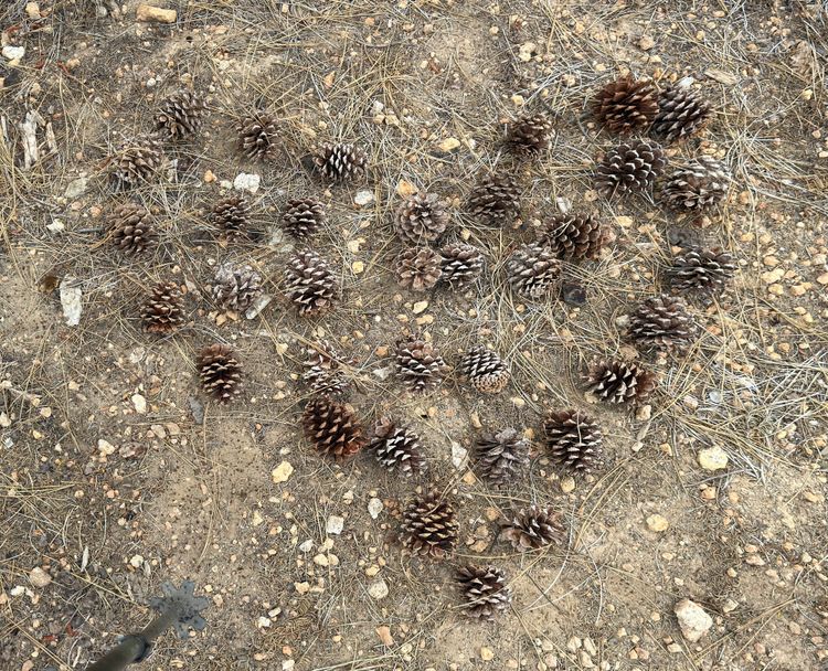 Pacific Crest Trail - Day 120 - Drakesbad Ranch