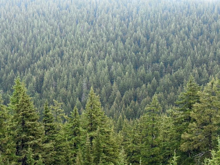 Pacific Crest Trail - Day 146 - Mt Thielsen Wilderness