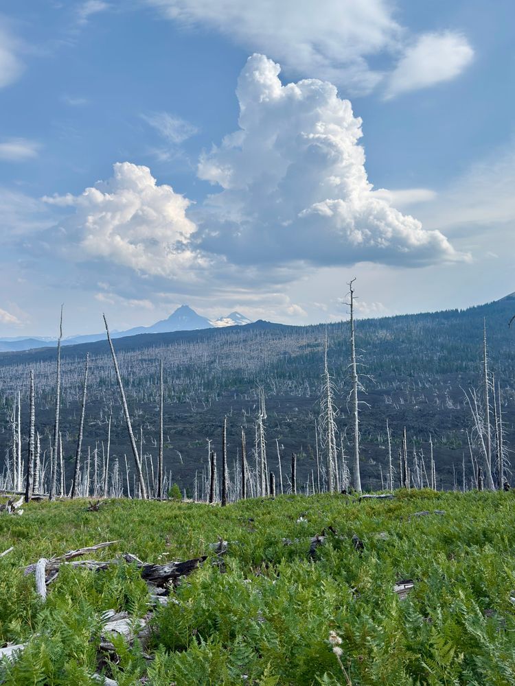Pacific Crest Trail - Day 155 - Mt. Washington Wilderness