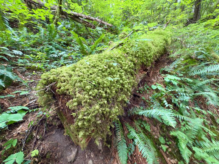 Pacific Crest Trail - Day 164 - Panther Creek