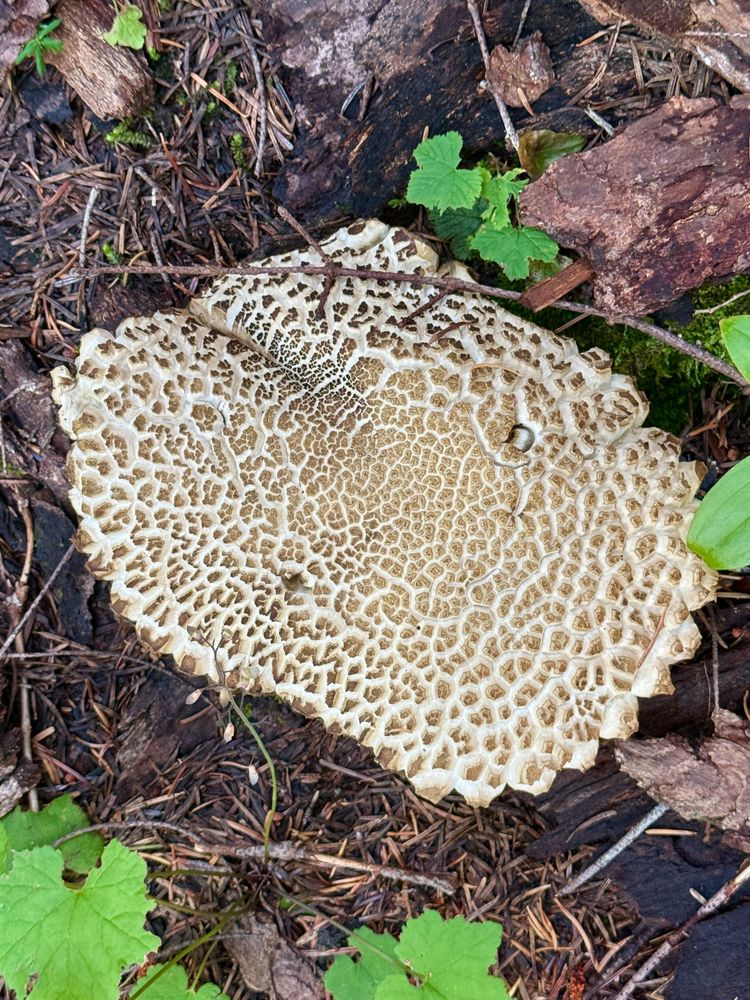 Pacific Crest Trail - Day 165 - Indian Heaven Wilderness
