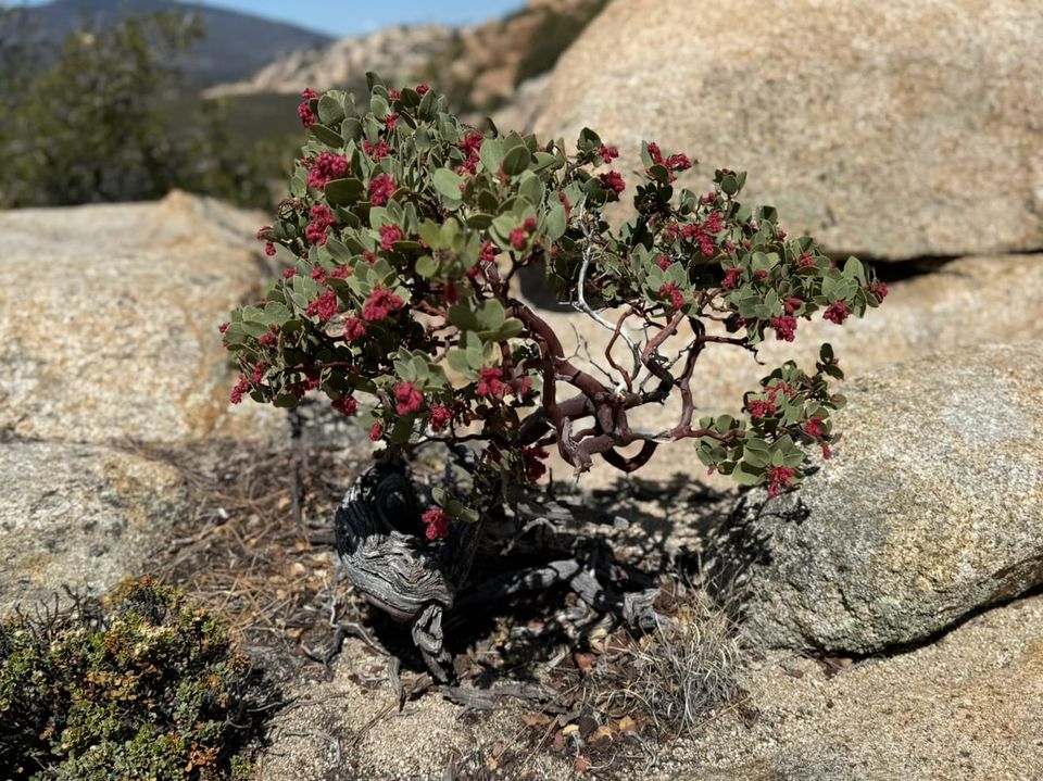 Pacific Crest Trail - Day 15