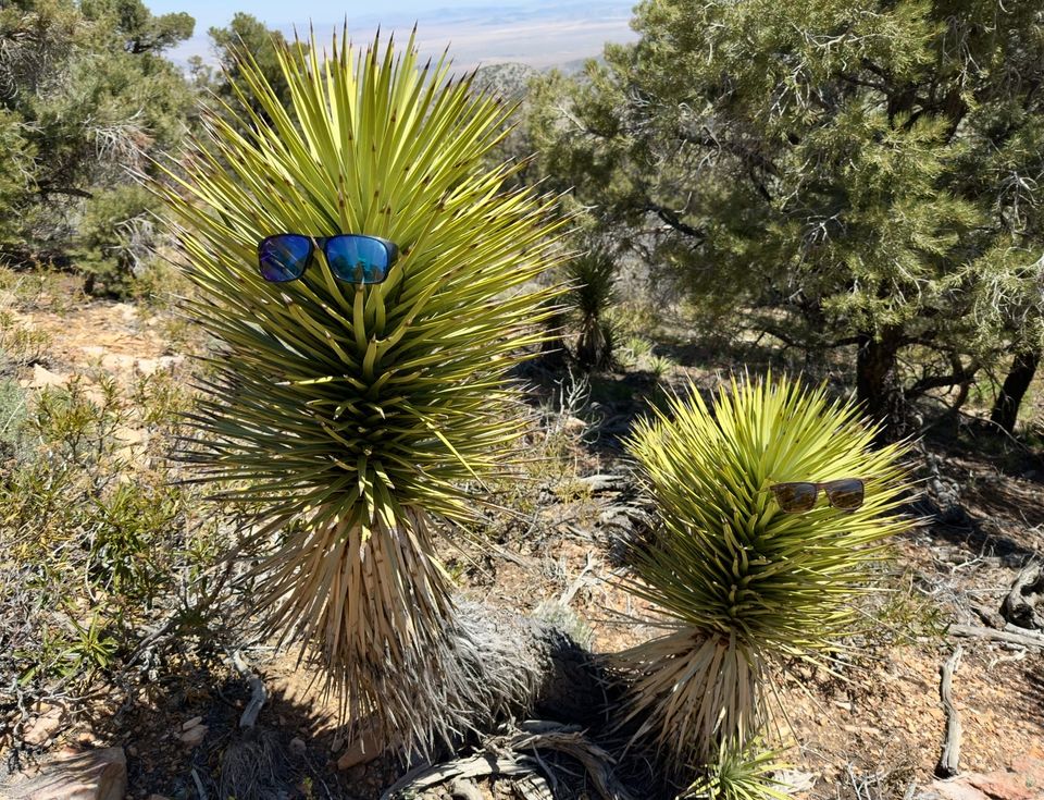 Pacific Crest Trail - Day 33