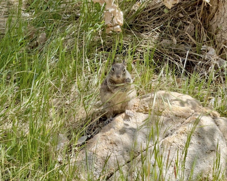 Pacific Crest Trail - Day 35