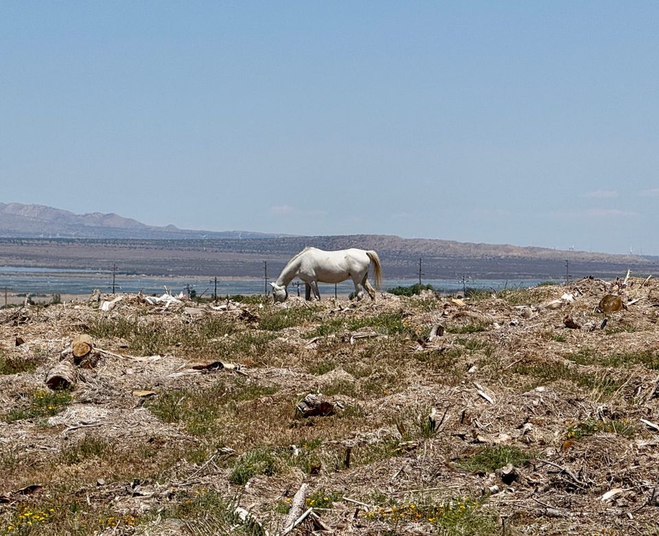 Pacific Crest Trail - Day 50 - Hikertown