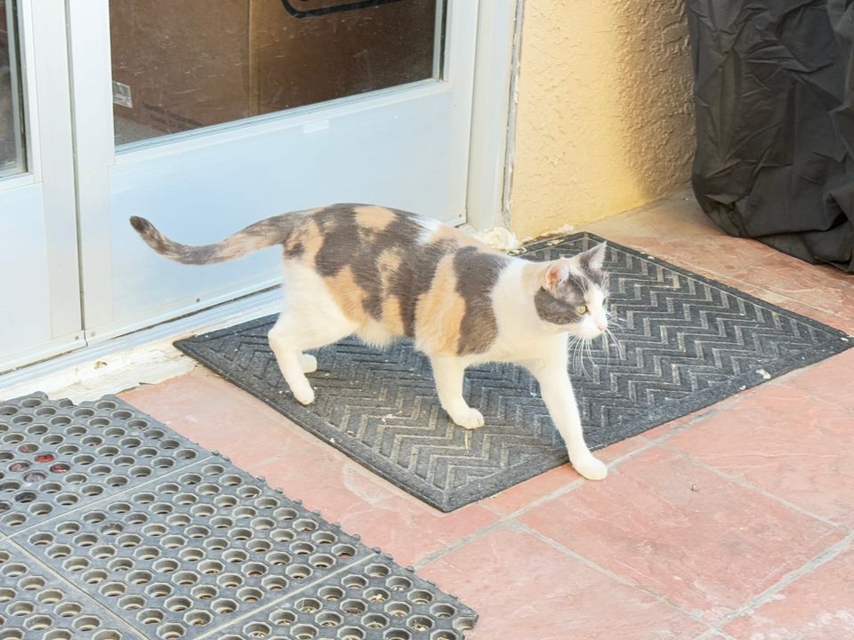 Pacific Crest Trail - Day 51