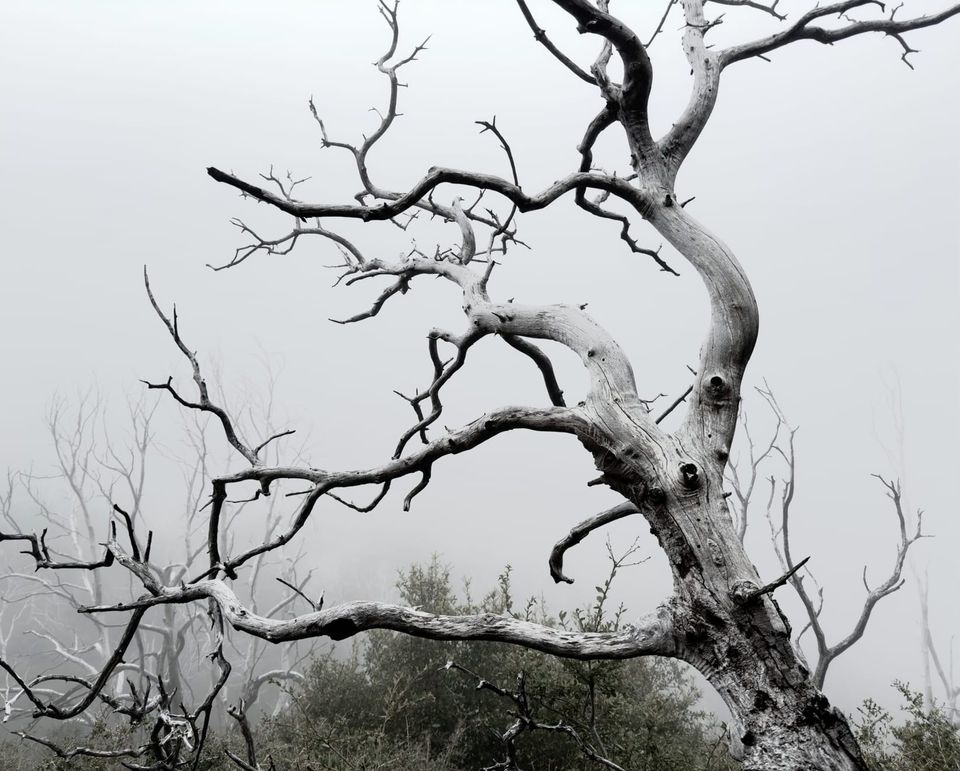 Pacific Crest Trail - Day 44 - Spooky Sunday