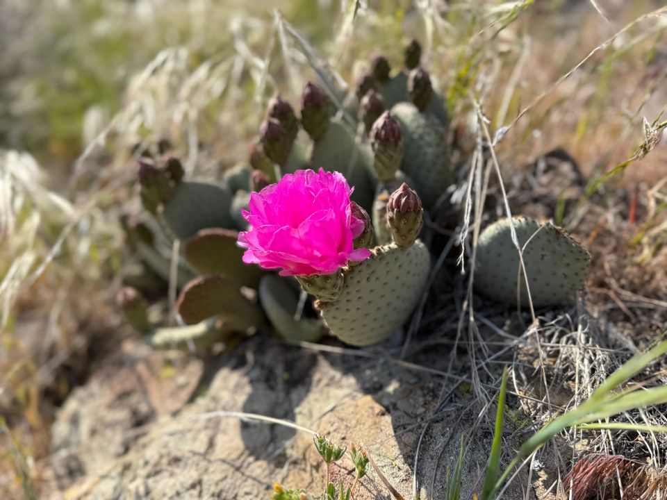 Pacific Crest Trail - Day 57