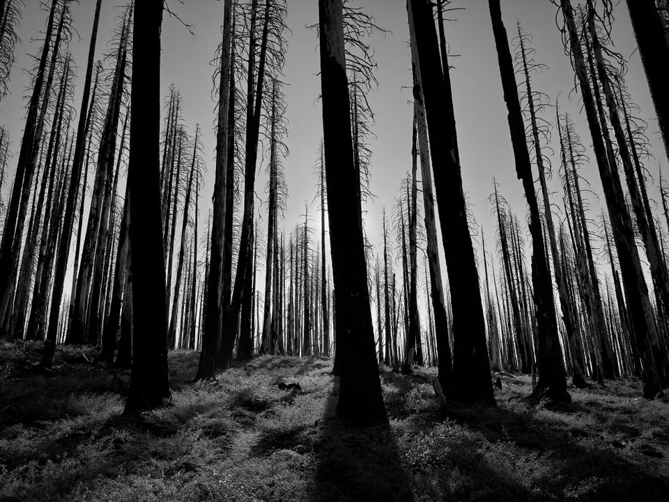 Pacific Crest Trail - Day 119 - Halfway!