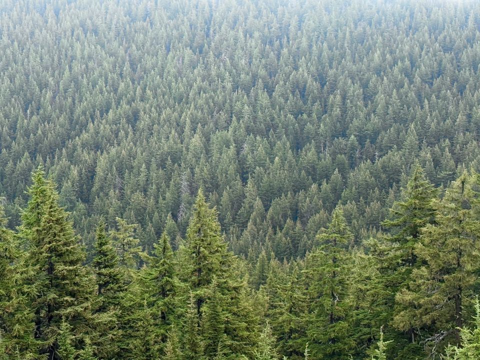 Pacific Crest Trail - Day 146 - Mt Thielsen Wilderness