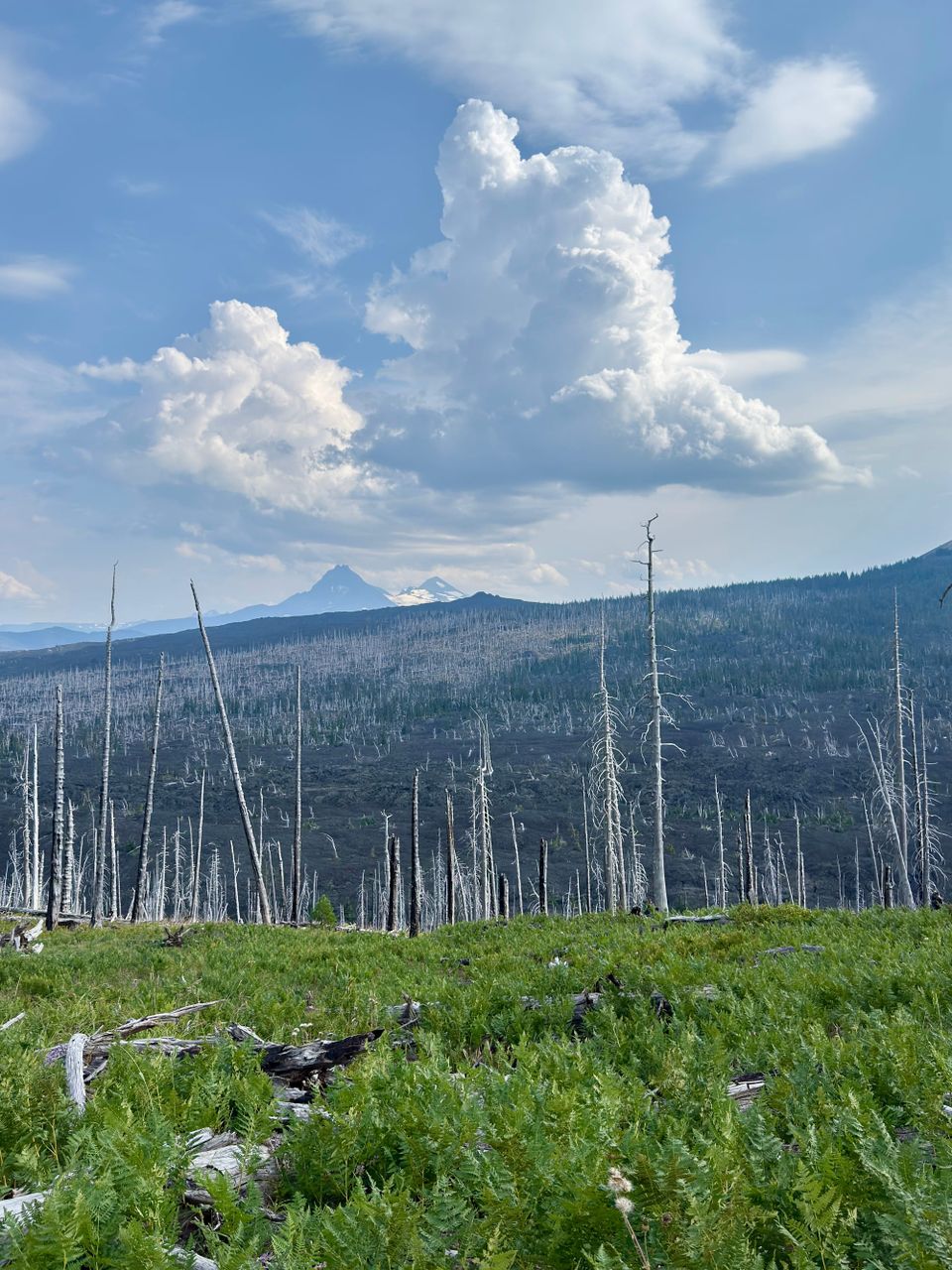 Pacific Crest Trail - Day 155 - Mt. Washington Wilderness