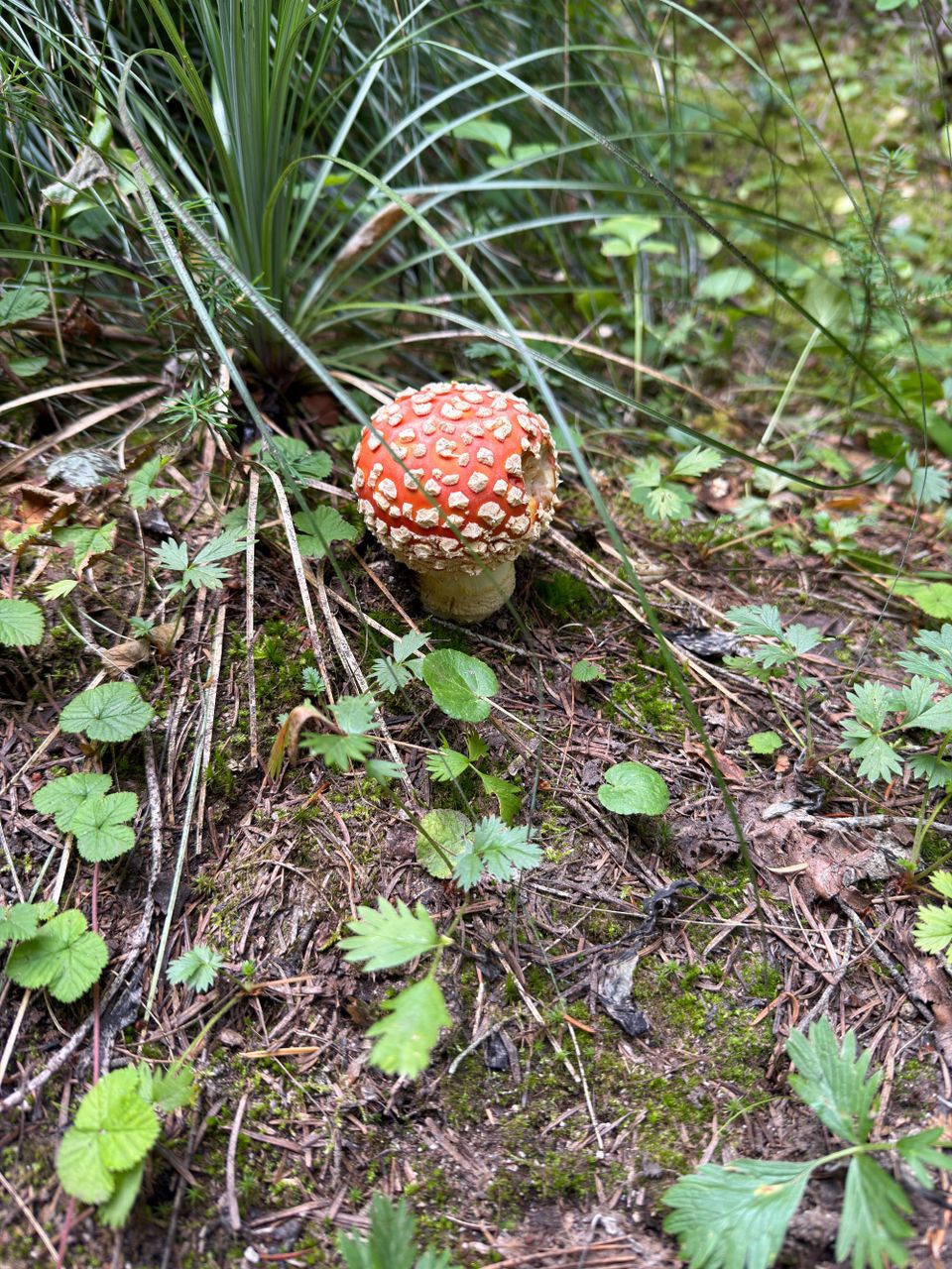 Pacific Crest Trail - Day 166 - Trout Lake