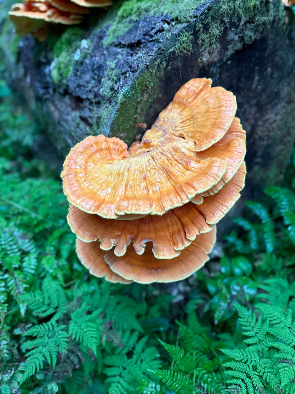 Pacific Crest Trail - Day 172 - Chinook Pass