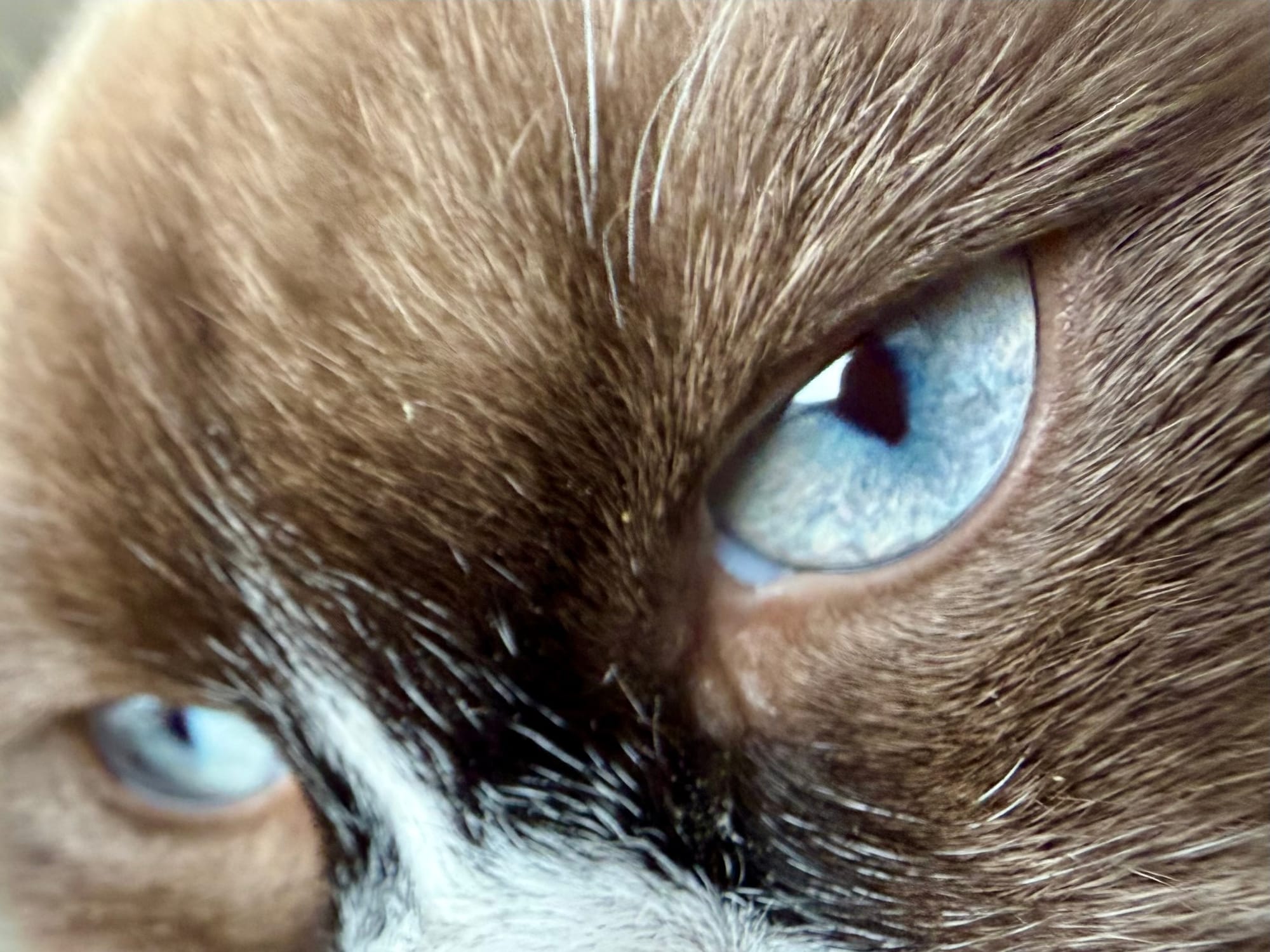 A cat awake at first light
