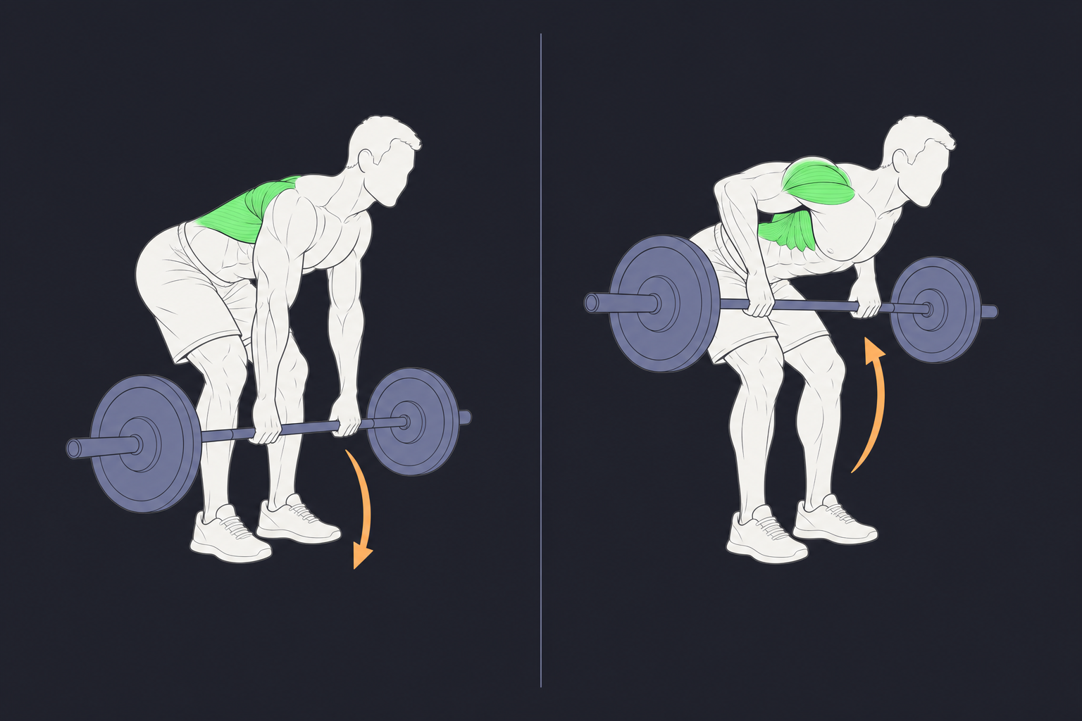 1. Barbell Row — start and finish position
