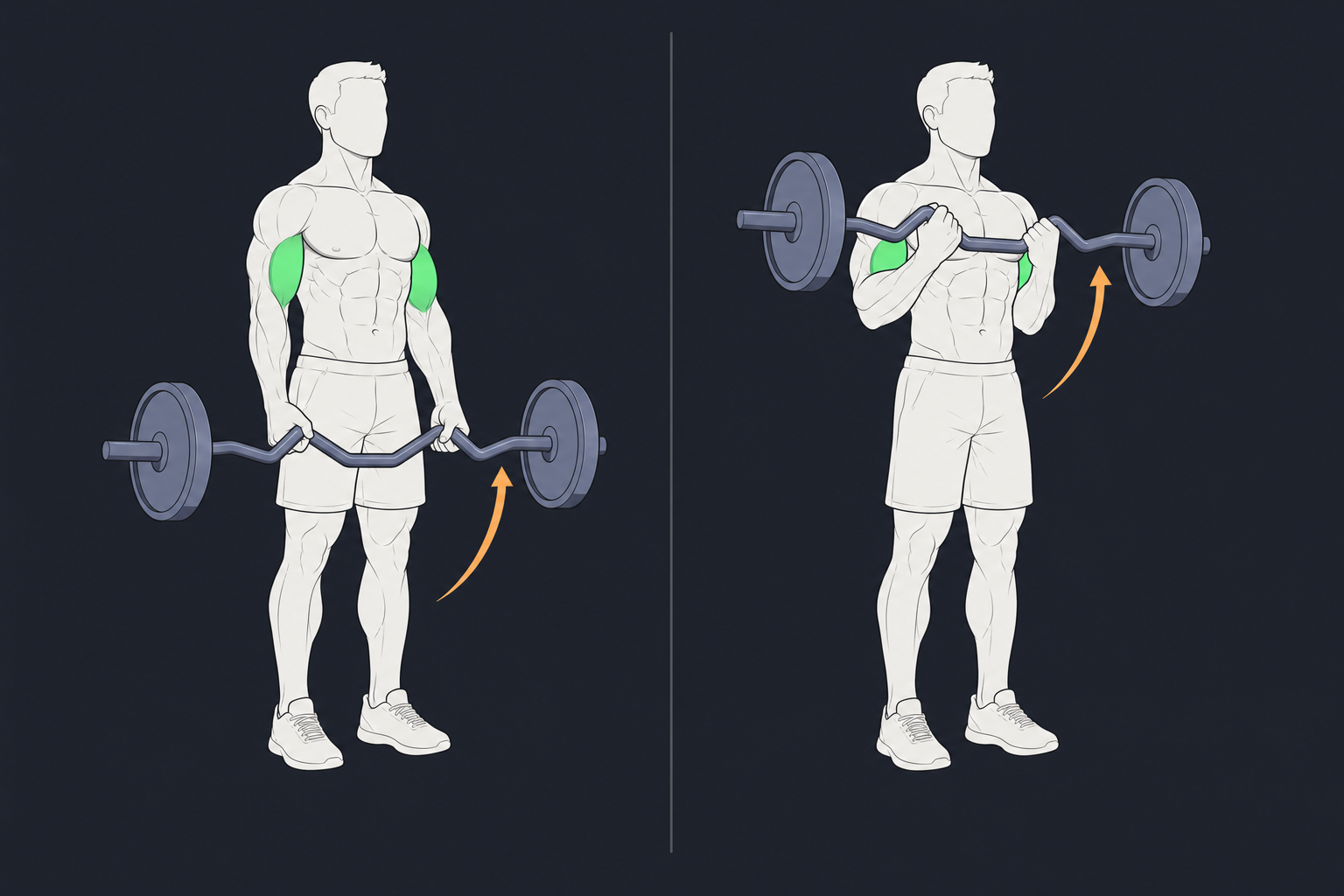 7. EZ-Bar Curl — start and finish position