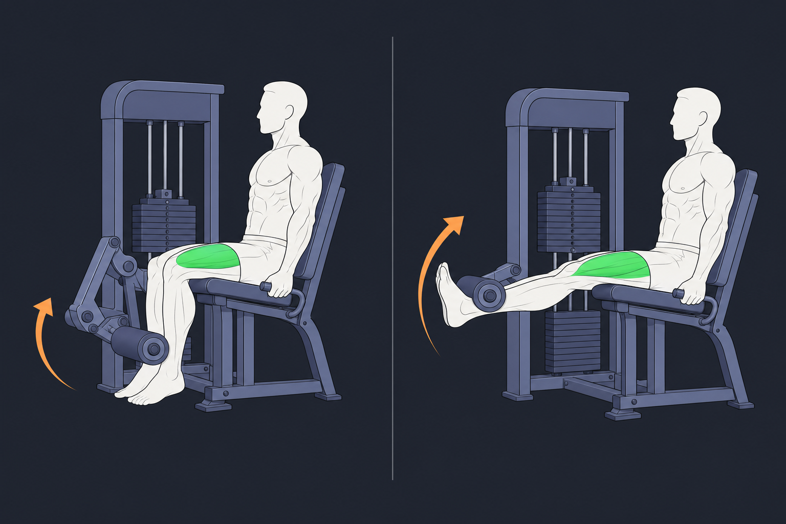 5. Leg Extension — start and finish position