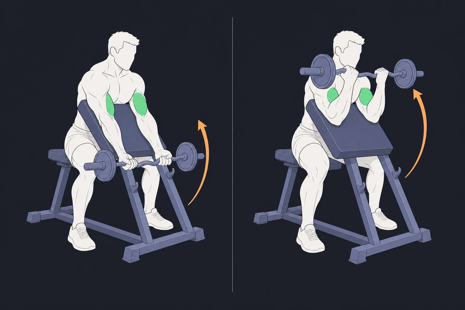 7. Preacher Curl — start and finish position