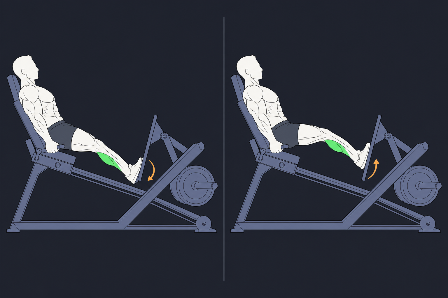 6. Sled Calf Press — start and finish position