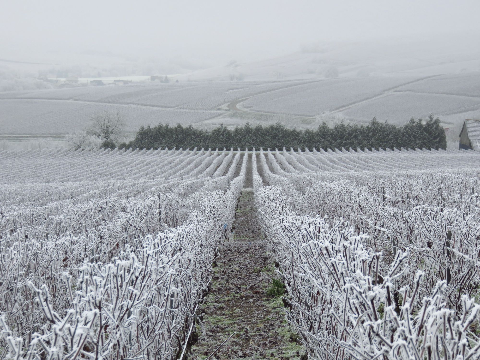 How to combat frost?