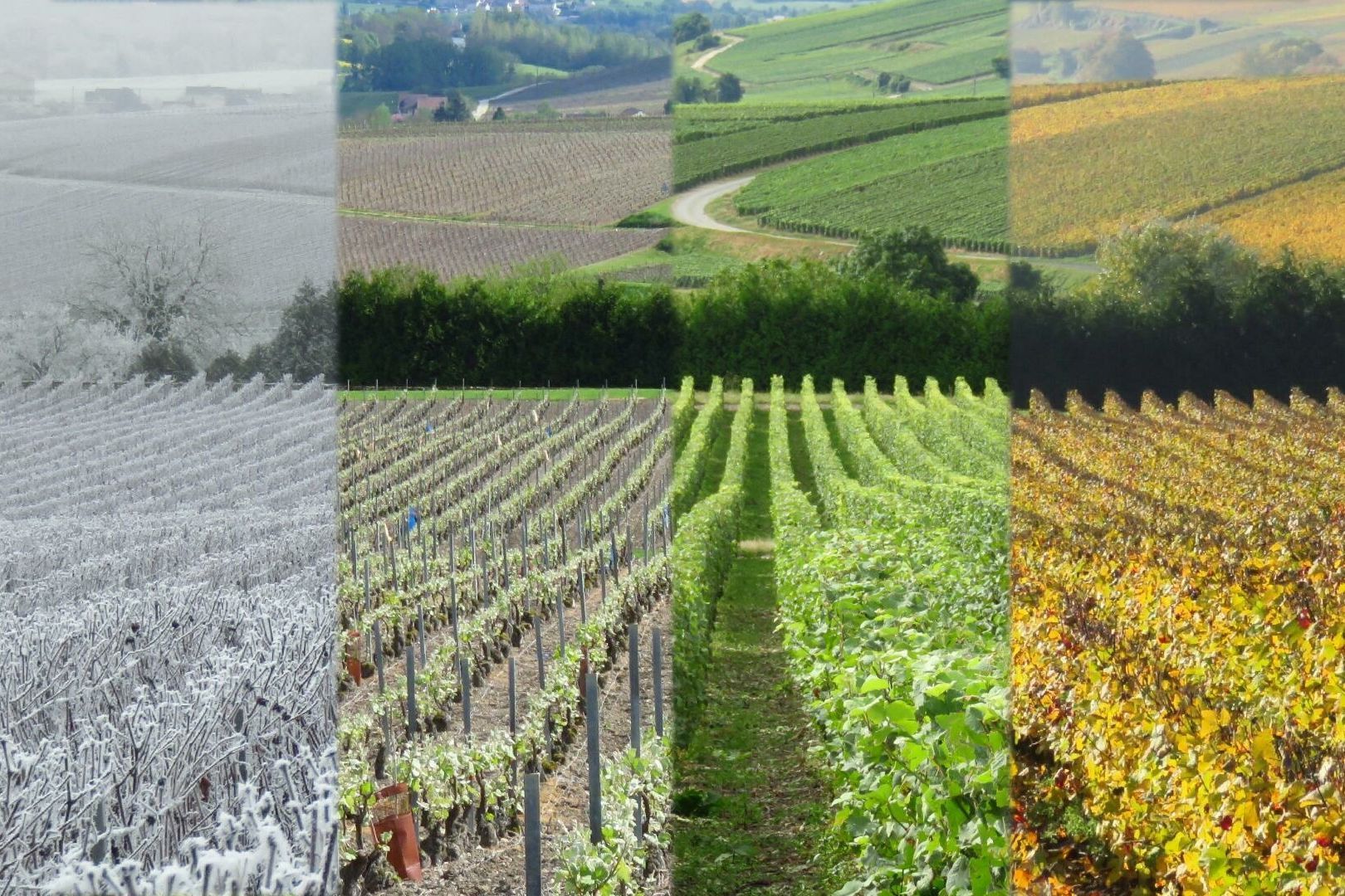 United Kingdom: a year of extremes in 2022, with the first 40°C temperatures recorded in July