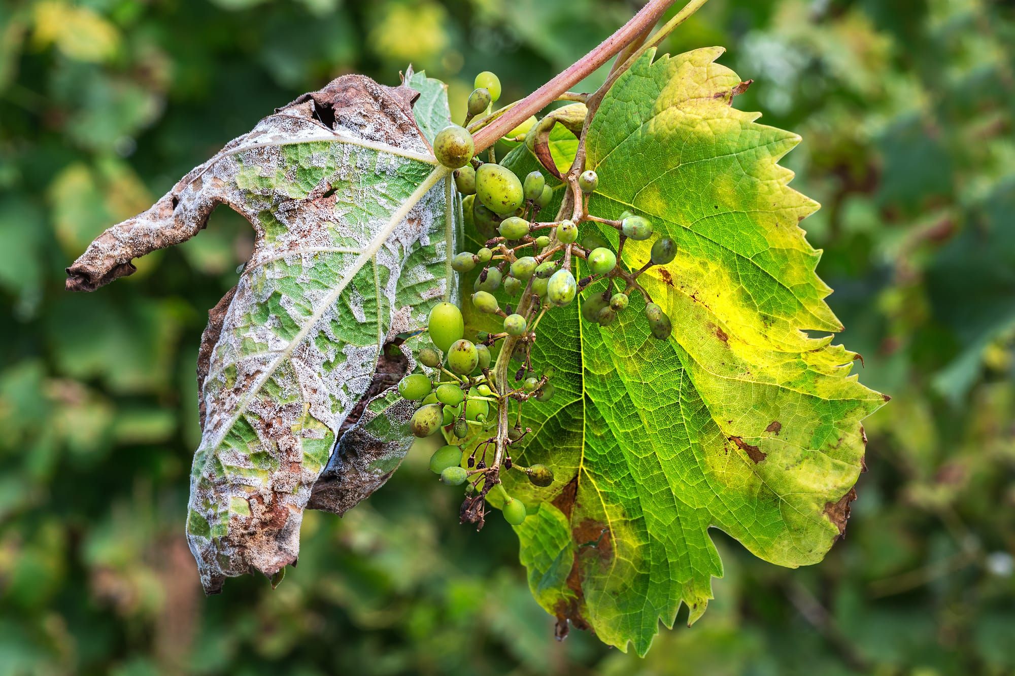 How do you fight mildew and blight?