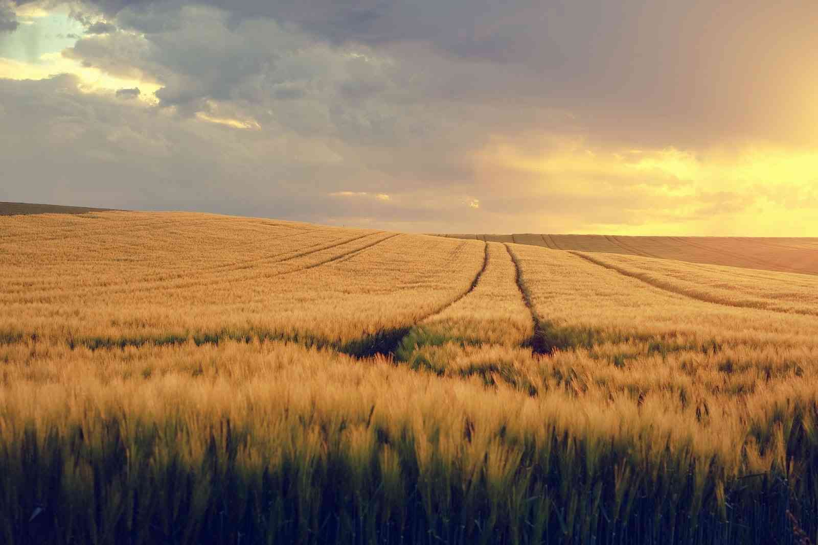 What's the weather forecast for summer 2024?