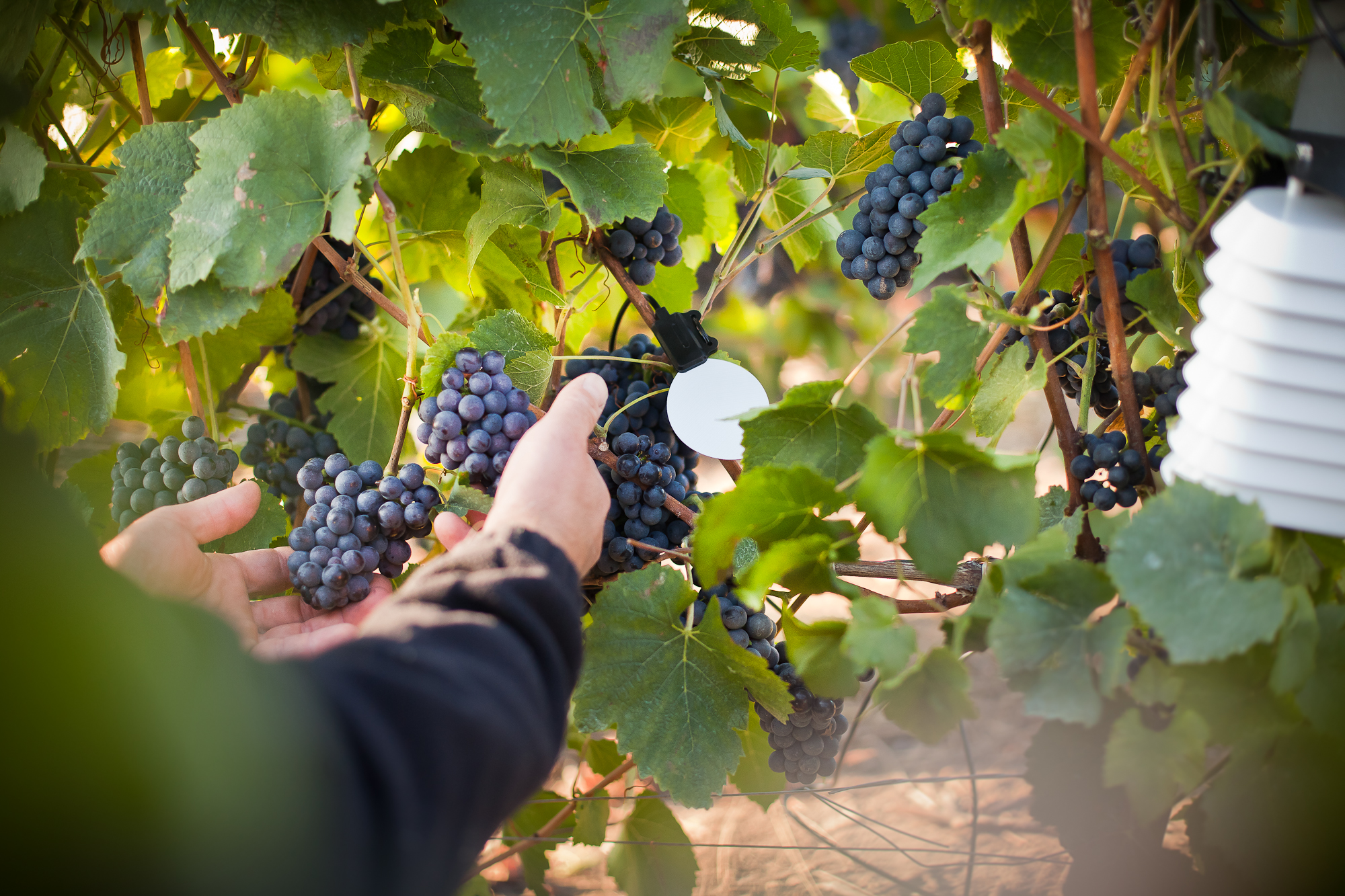 What agricultural work should be carried out on the vines during the summer?