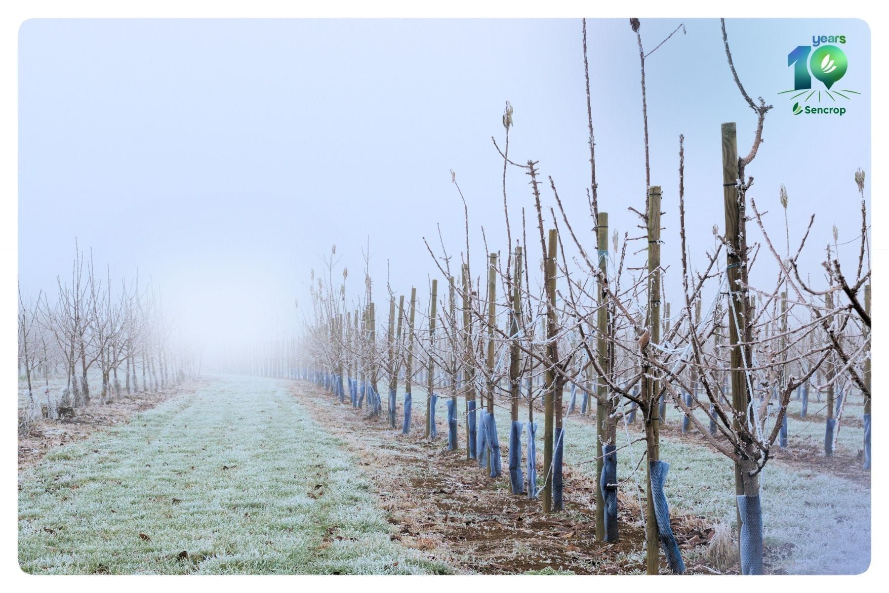 Spring frost: how to anticipate, decide and protect your crops?