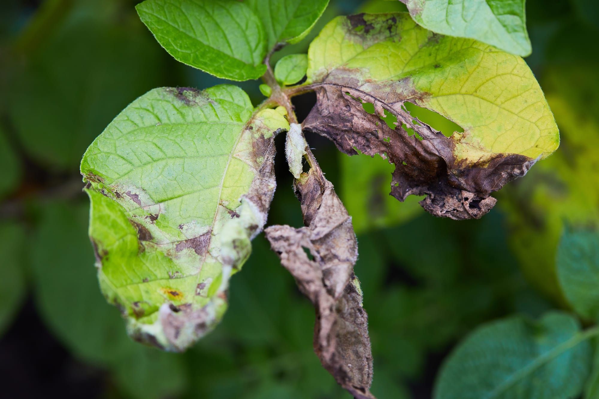 The disease triangle: how to better anticipate risks in agriculture?