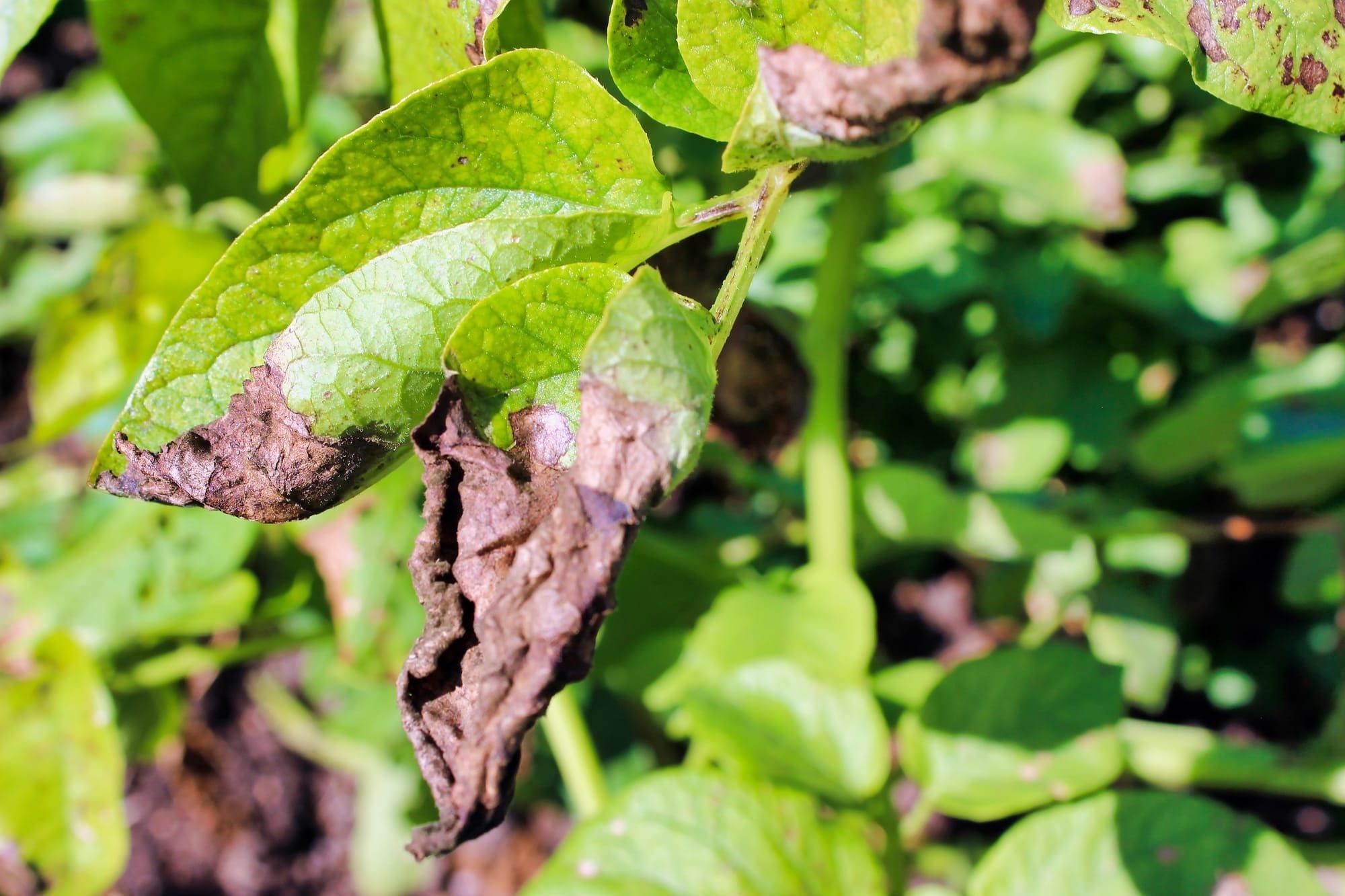 Potato Late Blight: Causes, Symptoms and Solutions to Protect Your Crops