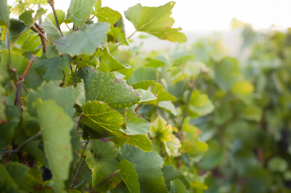 Champagne : a small harvest.. of good quality