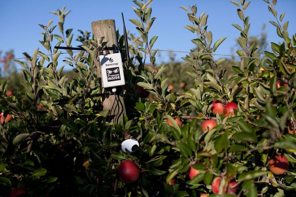 Leaf wetness to monitor disease risks