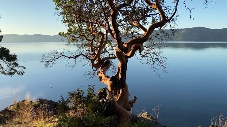 Mayne Island December Morning