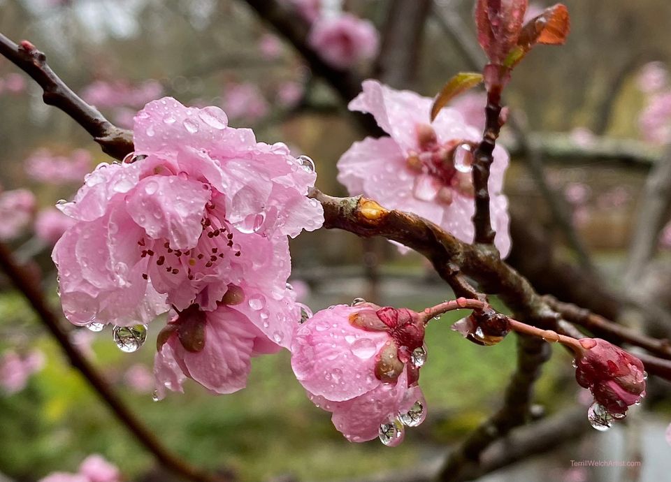 A Brush with Life - Issue #123 Early Spring and the Anticipated Arrival of Blossoms