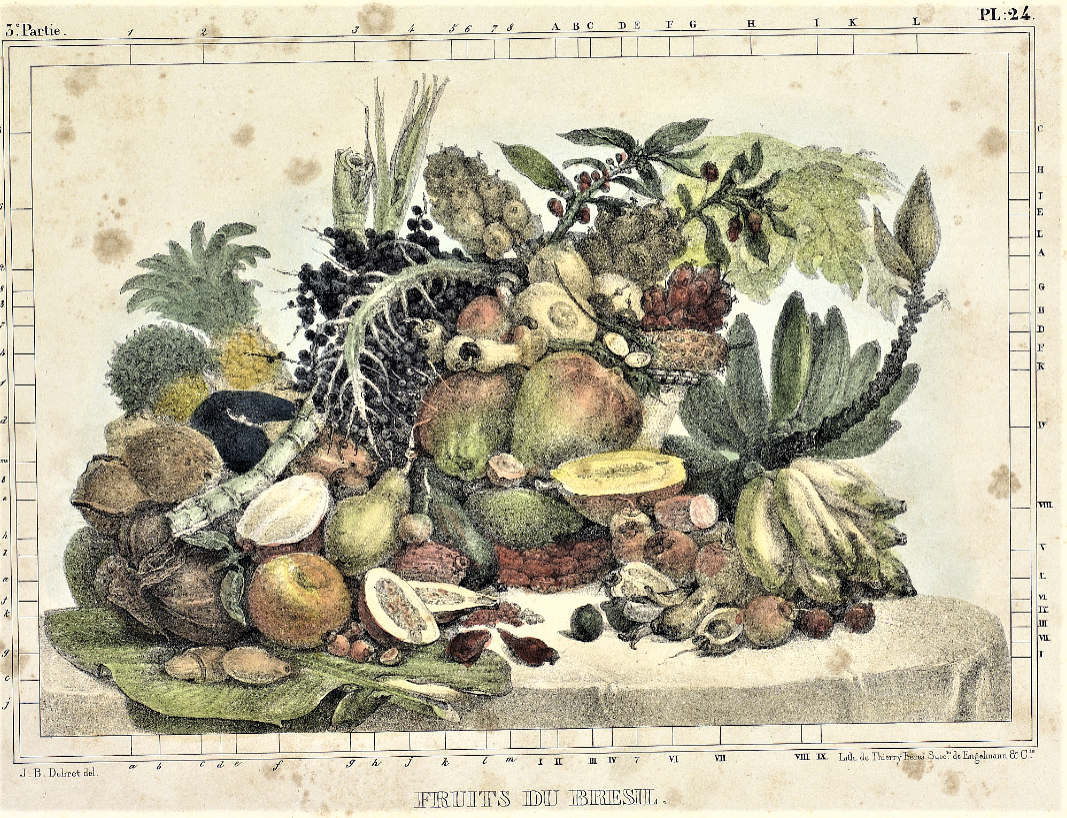 Frutos, Legumes e Hortaliças - Breve História da Alimentação