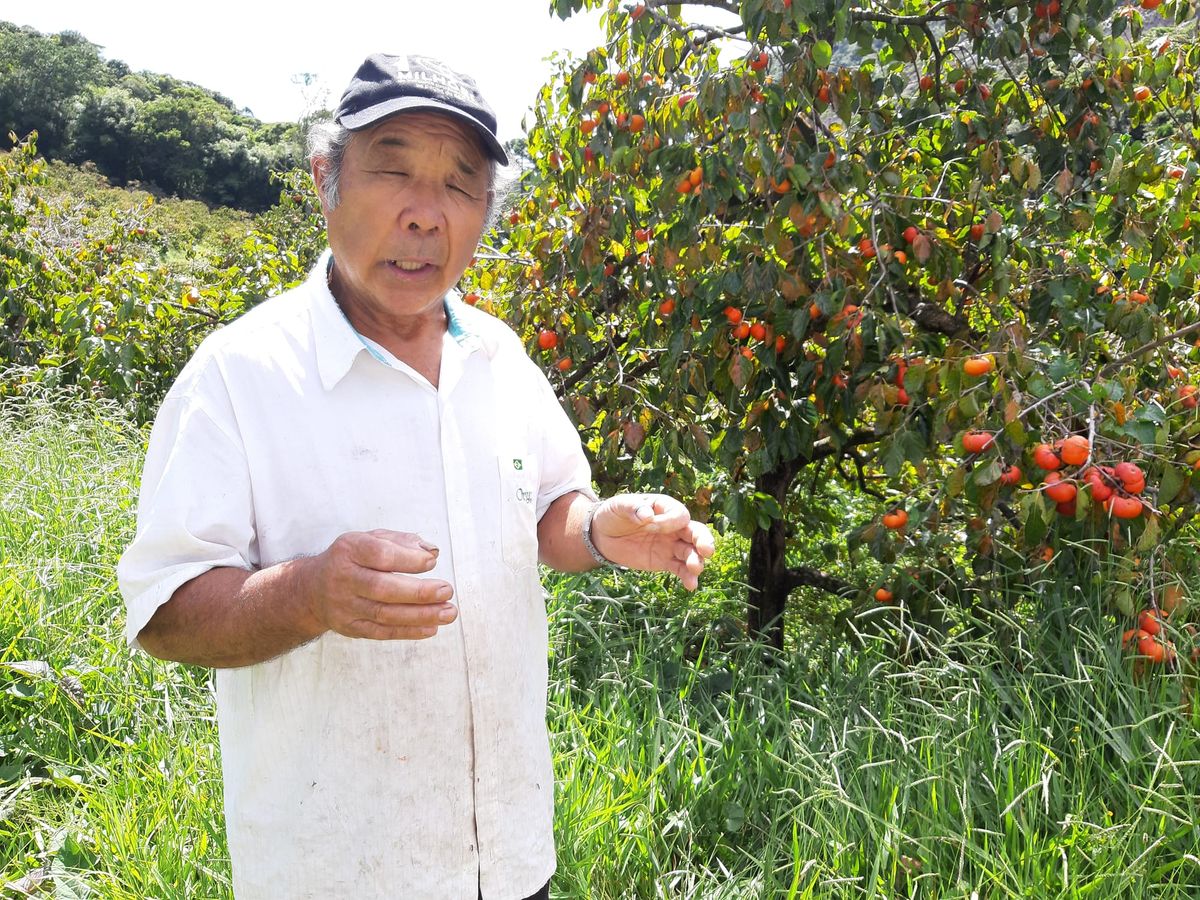 Imigração Japonesa -  Uma Revolução no Campo