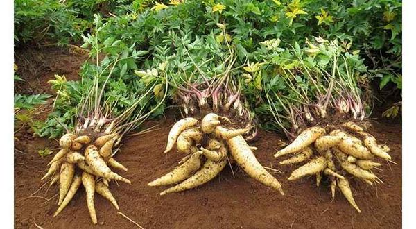 Batata Baroa, Batata da Baronesa