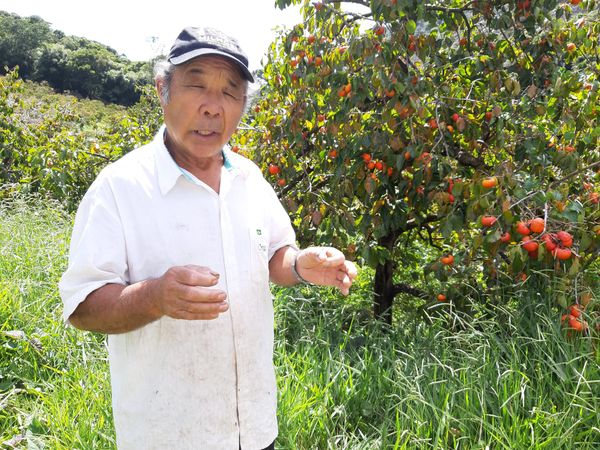Imigração Japonesa -  Uma Revolução no Campo