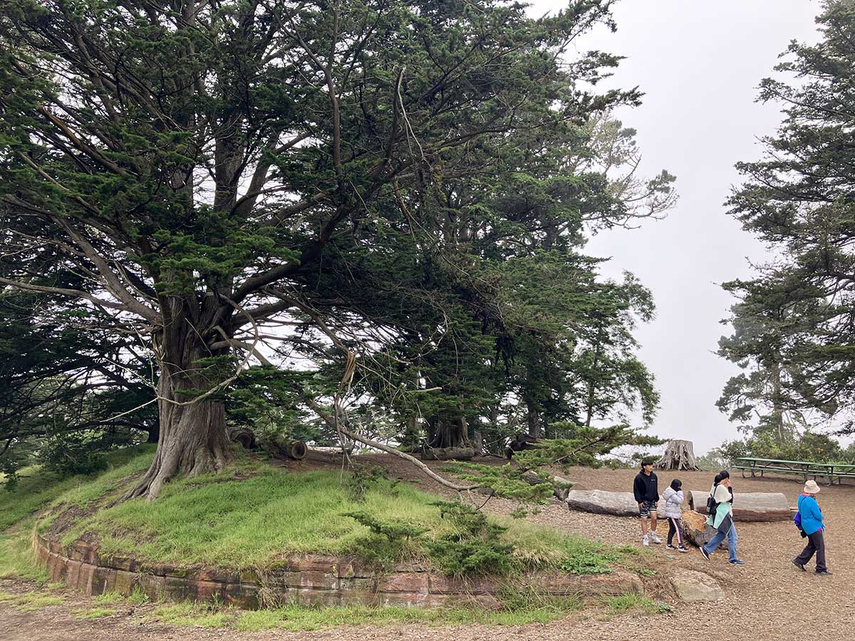 tree in remains of Sweeny Observatory