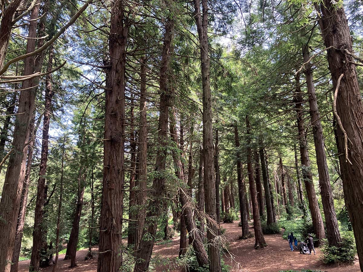 Heroes Grove in Golden Gate Park