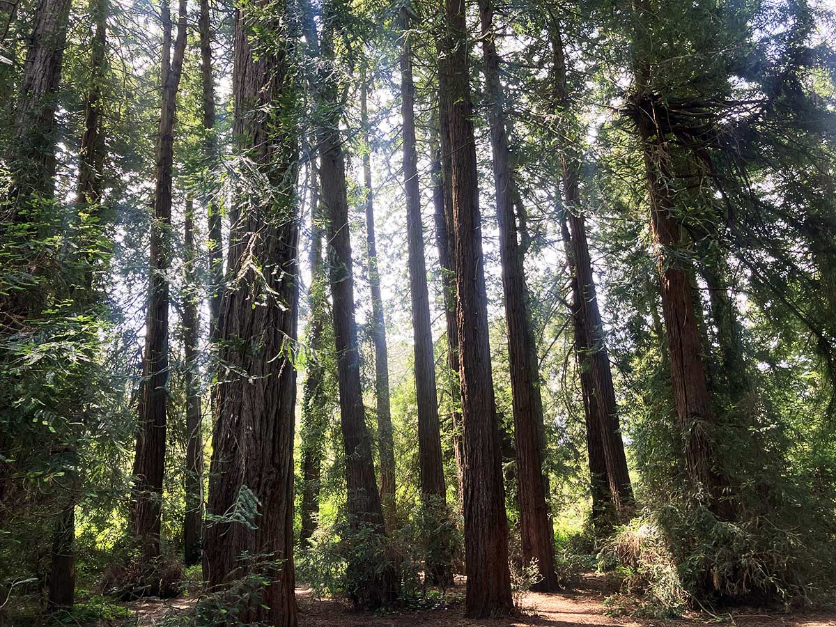 Grove of Memory in Golden Gate Park