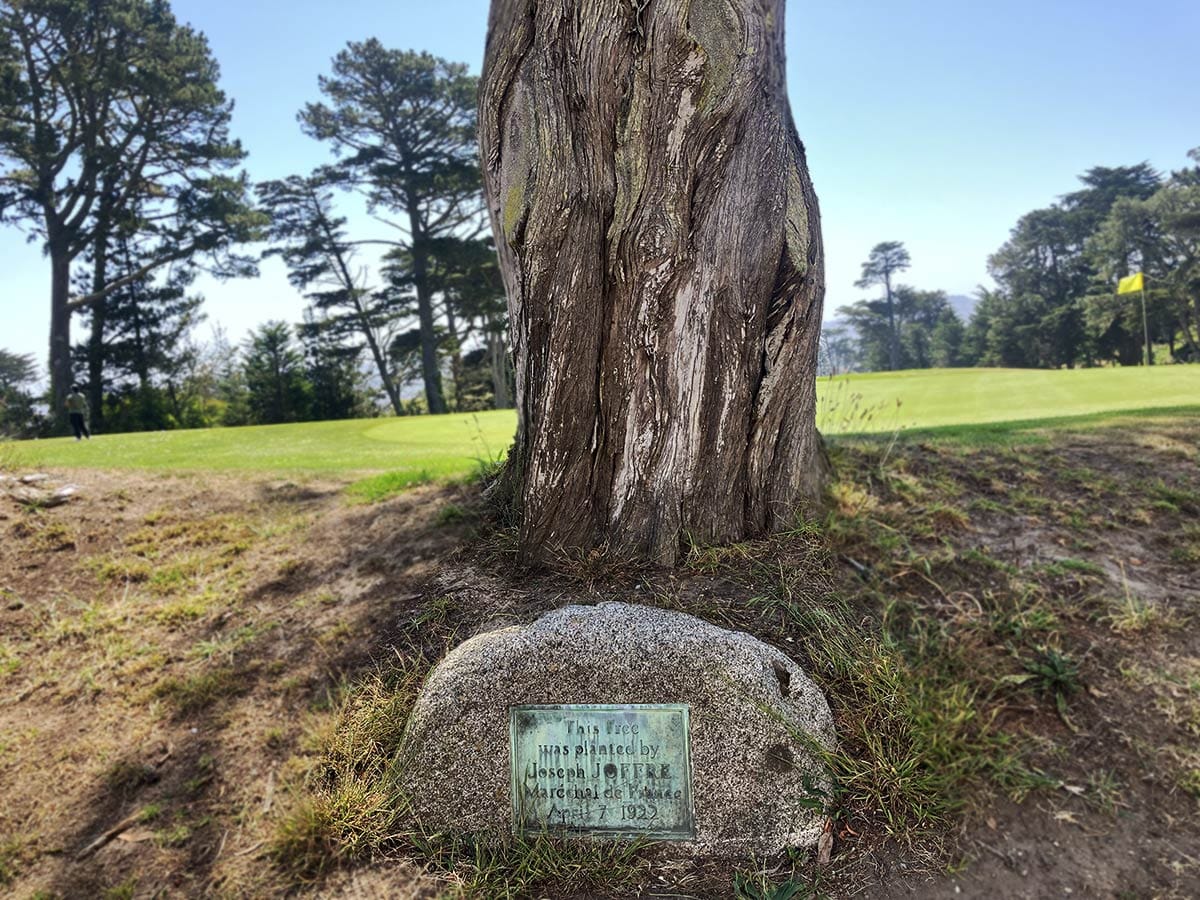 tree planted by Joseph Joffre