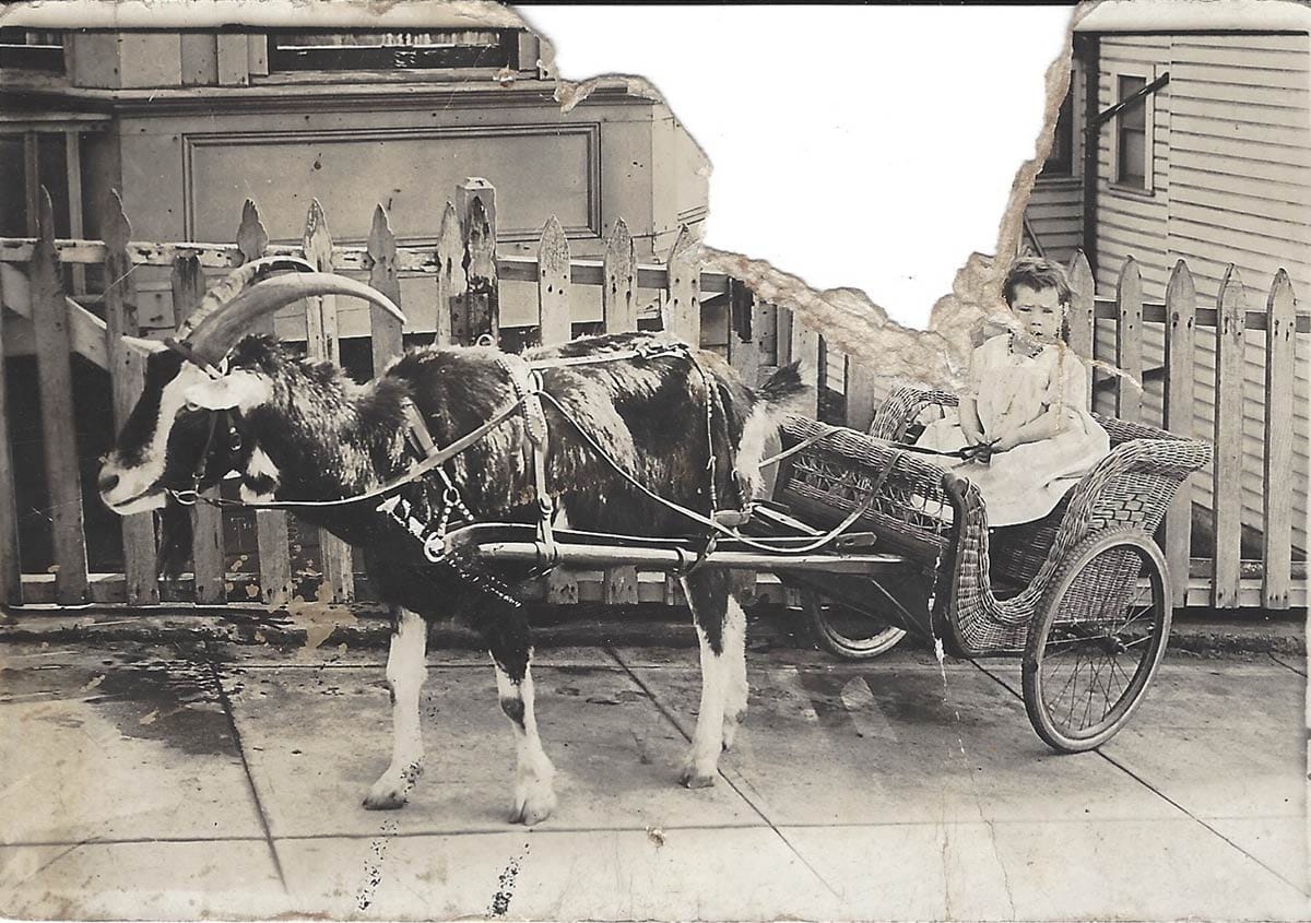 goat cart with child 