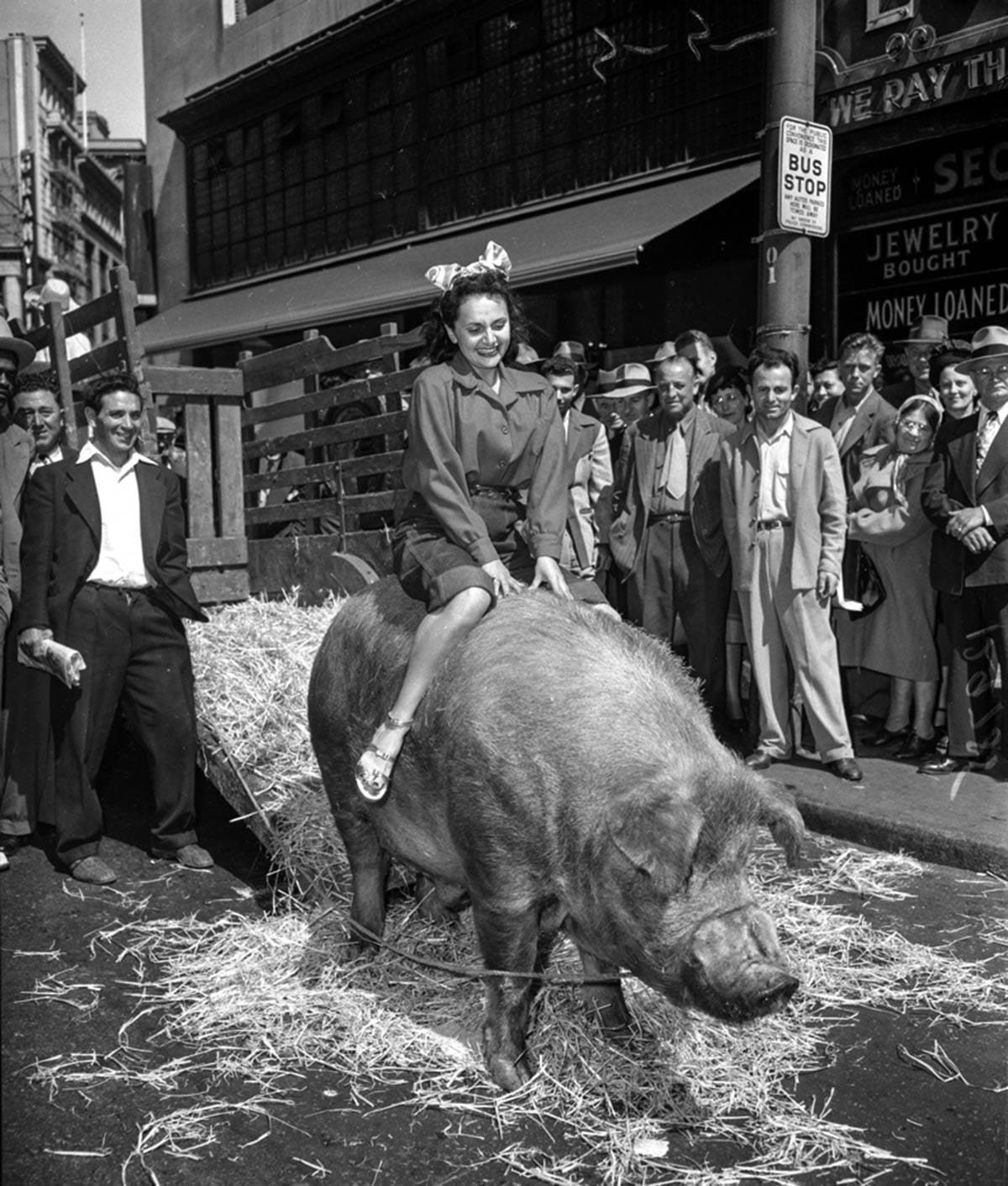 Big pig somewhere in San Francisco