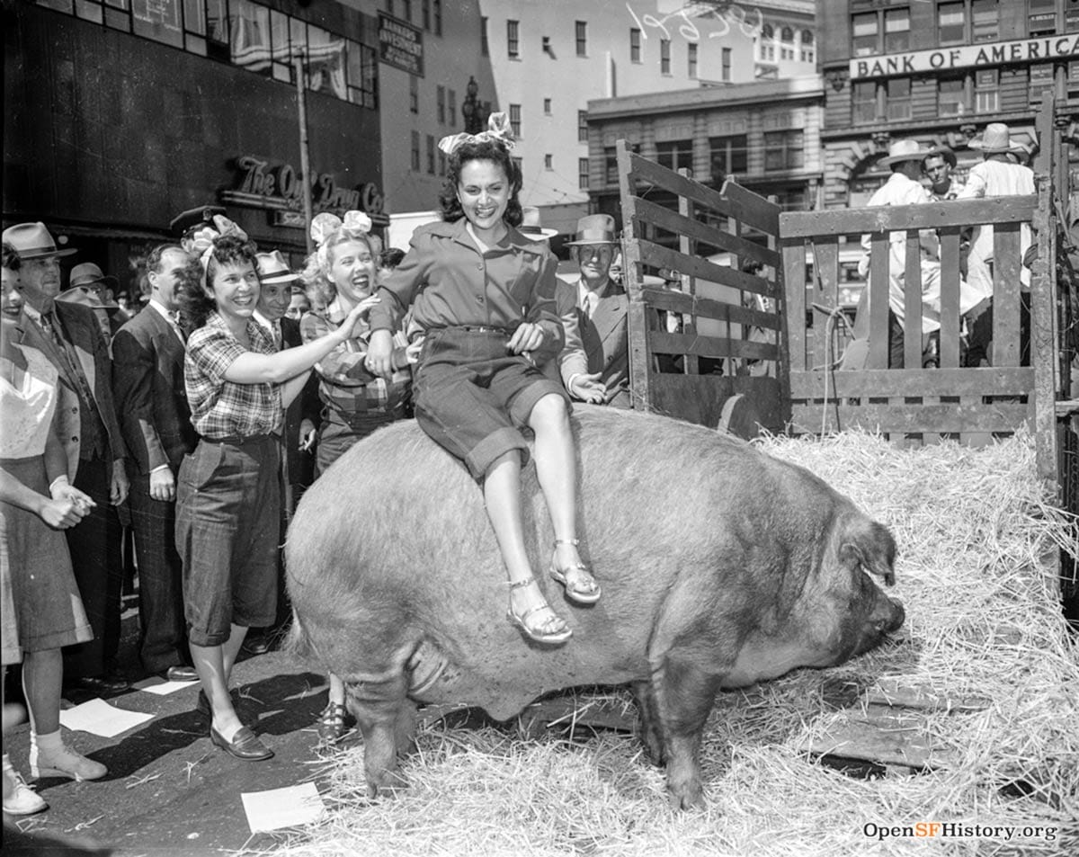 Big pig with woman riding in San Francisco